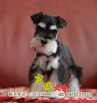 纯种雪纳瑞幼犬纯种雪纳瑞价格北京哪里卖雪纳瑞