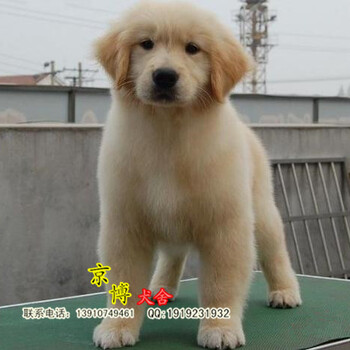 北京昌平哪里卖赛级金毛幼犬出售纯种金毛价格京博犬舍