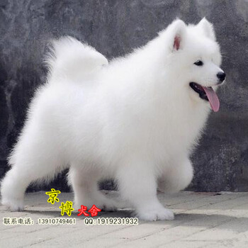 北京本地犬舍出售纯种萨摩耶幼犬赛级萨摩耶多少钱京博犬舍