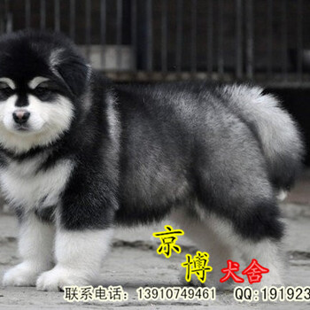 北京纯种巨型阿拉斯加多少钱赛级阿拉斯加哪里卖京博犬舍