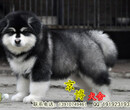 北京纯种阿拉斯加幼犬品种好的阿拉斯加多少钱北京京博犬舍直销图片