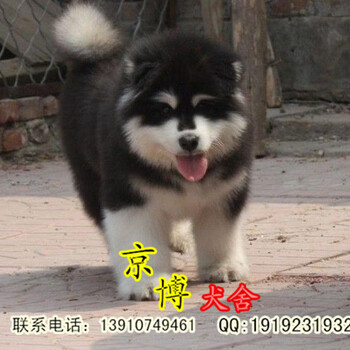 纯种阿拉斯加幼犬血统购犬合同健康保三年