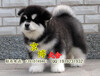 北京朝阳纯种阿拉斯加犬出售熊版阿拉斯加犬多少钱一只