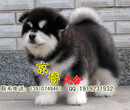 北京巨型阿拉斯加出售阿拉斯加多少钱阿拉斯加犬舍直销图片