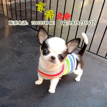北京东城本地犬舍出售纯种吉娃娃幼犬可上门看狗签协议