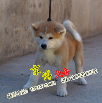 纯种秋田犬出售赛级日系秋田价格北京通州哪里有犬舍