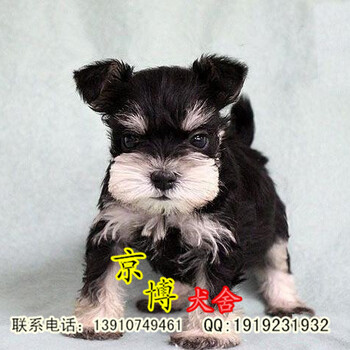 赛级雪纳瑞北京昌平雪纳瑞幼犬出售雪纳瑞多少钱一只