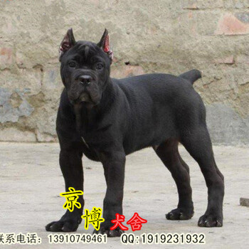 北京纯种卡斯罗价格纯种卡斯罗幼犬北京京博犬舍