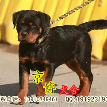 北京海淀德系大骨架罗威纳出售罗威纳价格视频看狗送货上门