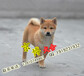 北京日本柴犬出售北京順義賽級柴犬價格北京柴犬犬舍