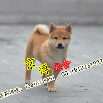 北京哪个地方有卖柴犬纯种柴犬幼犬出售价格多少钱北京京博犬舍