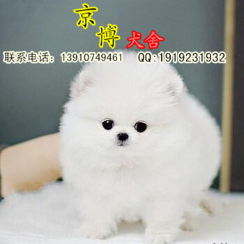 赛级球体博美幼犬多少钱俊介博美图片哪里有纯种博美幼犬出售北京京博犬舍