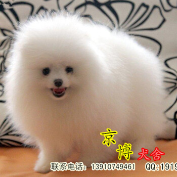 北京西城纯种哈多利版球体黄白色博美犬五一欲购从速
