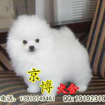 博美幼犬出售赛级博美价格北京京博犬舍