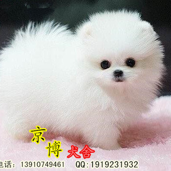 哈多利球体博美幼犬出售北京茶杯博美出售北京博美养殖基地