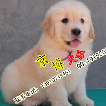 北京昌平出售黄金猎犬金毛寻回犬品质可随时视频选购