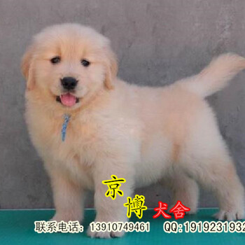 北京出售纯种金毛幼犬活体小狗包健康养活签协议
