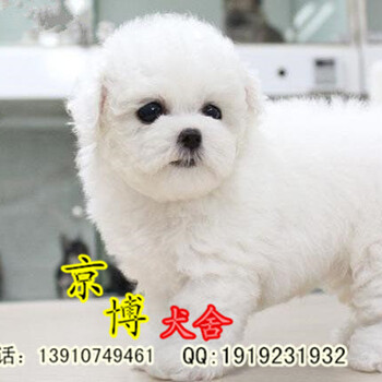 北京东城比熊幼犬出售纯种小型长卷毛比熊