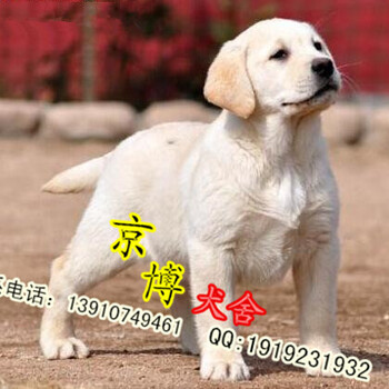 纯种拉布拉多犬多少钱北京拉布拉多价格拉布拉多幼犬