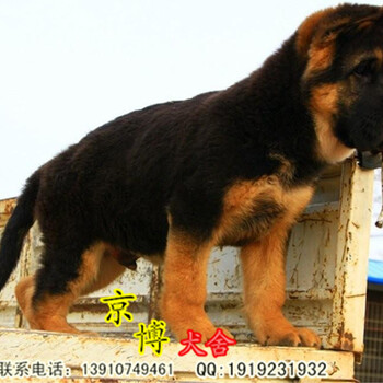 北京昌平出售大头锤系德国牧羊犬五一血统有证书签协议