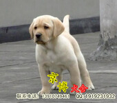 北京出售纯种黑色拉布拉多幼犬拉布拉多好驯养吗拉布拉多图片