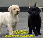 北京哪里出售纯种黑色拉布拉多幼犬拉布拉多好驯养吗赛级拉布拉多价格