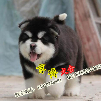 北京哪里卖纯种熊版阿拉斯加纯种阿拉斯加多少钱阿拉斯加图片京博犬舍