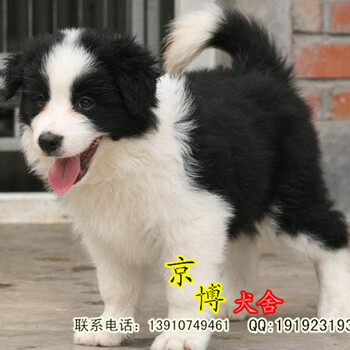 赛级双血统边牧幼犬出售北京大兴边牧多少钱一只边牧犬舍