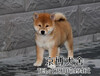 北京日本柴犬多少錢日本柴犬價格日本柴犬圖片