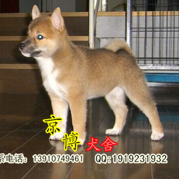 北京哪里卖日系柴犬北京哪里有柴犬出售健康保障