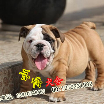北京哪里卖斗牛犬纯种斗牛犬幼犬斗牛犬价格