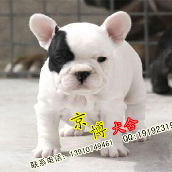 北京纯种法国斗牛犬价格北京哪里卖法斗京博犬舍出售