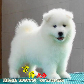 北京哪里卖萨摩耶纯种萨摩耶幼犬纯种澳版萨摩耶