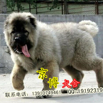 北京哪里卖高加索纯种高加索幼犬纯种高加索幼犬价格