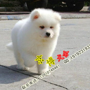 北京哪里卖萨摩耶犬纯种萨摩耶幼犬萨摩耶多少钱