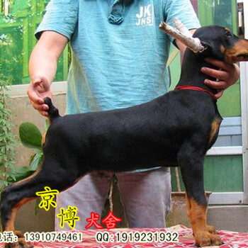 纯种杜宾犬，德系杜宾犬，杜宾犬，终身包品质