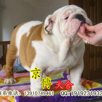 北京哪里卖纯种英国斗牛犬纯种斗牛犬多少钱