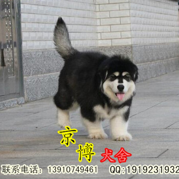 双血统阿拉斯加幼犬出售北京纯种阿拉斯加多少钱京博犬舍阿拉斯加