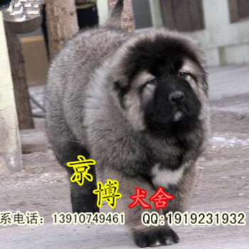 出售纯种高加索赛系高加索幼犬京博犬舍