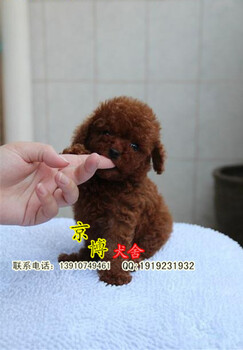 纯种泰迪幼犬多少钱一只北京泰迪价格