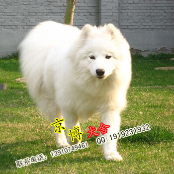 哪里卖纯种萨摩耶幼犬北京萨摩耶多少钱