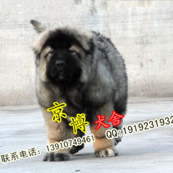北京哪里出售高加索幼犬纯种高加索多少钱一只