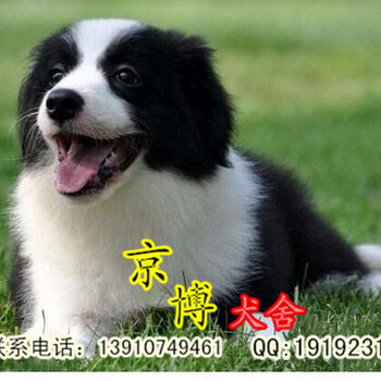 北京边牧多少钱一只北京边牧幼犬出售京博犬舍