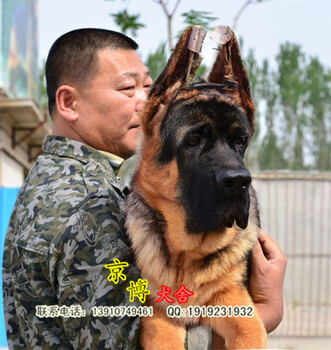 锤系德牧幼犬怎么卖纯种德牧价格京博犬舍