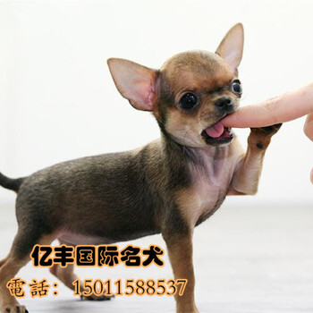北京哪里卖纯种吉娃娃幼犬墨西哥吉娃娃吉娃娃犬好养吗