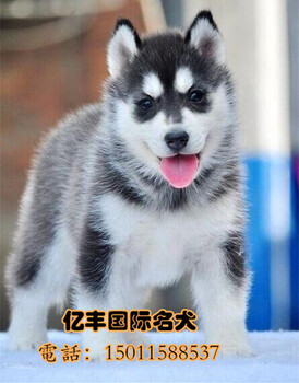北京哪里卖纯种哈士奇幼犬哈士奇犬价格亿丰犬舍