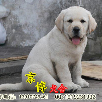 北京出售纯种拉布拉多幼犬签协议包纯种包健康京博犬舍