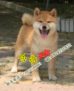 纯种柴犬北京哪里有多少价格京博犬舍