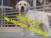 北京哪里犬舍出售拉布拉多犬纯种拉布拉多价格