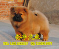 北京哪里賣松獅犬幼犬北京松獅多少錢一只億豐犬舍直銷